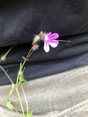 Geranium purpureum