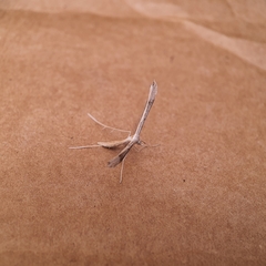 Stenoptilia zophodactylus
