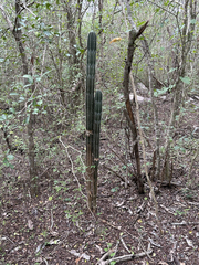 Stenocereus eichlamii