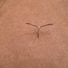 Stenoptilia zophodactylus