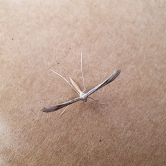 Stenoptilia zophodactylus
