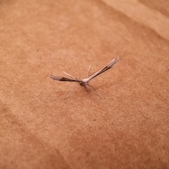 Stenoptilia zophodactylus