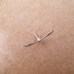 Stenoptilia zophodactylus