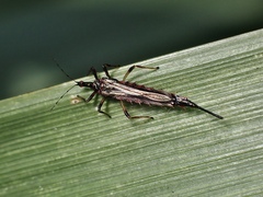 Idolothrips spectrum