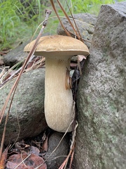 Boletus