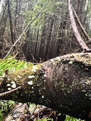 Scytinotus longinquus