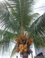 Cocos nucifera