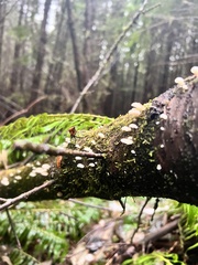 Scytinotus longinquus