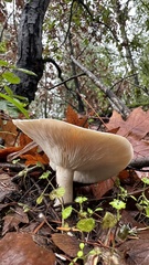 Leucopaxillus gentianeus
