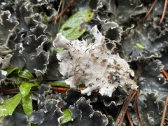 Peltigera canina