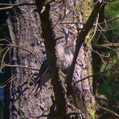 Gymnorhina tibicen