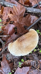 Leucopaxillus gentianeus