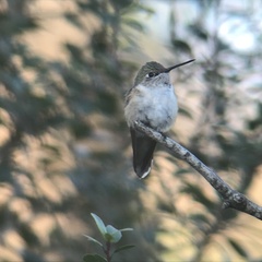 Selasphorus platycercus