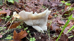 Leucopaxillus gentianeus