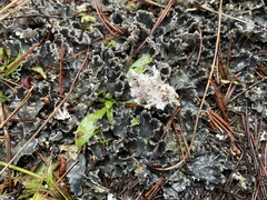 Peltigera canina