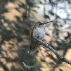 Selasphorus platycercus