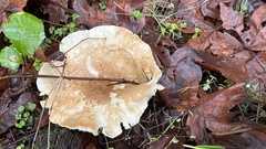 Leucopaxillus gentianeus