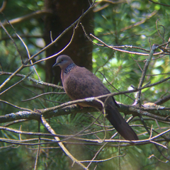 Streptopelia chinensis