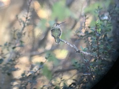 Selasphorus platycercus