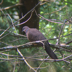 Streptopelia chinensis