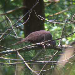 Streptopelia chinensis
