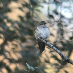 Selasphorus platycercus