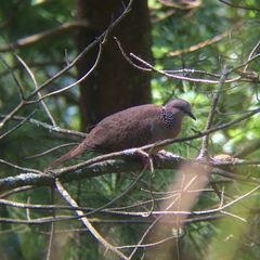 Streptopelia chinensis