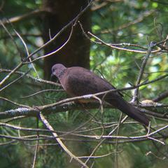 Streptopelia chinensis