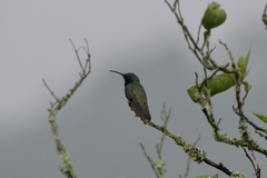 Anthracothorax nigricollis