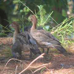 Chenonetta jubata