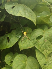 Argiope picta