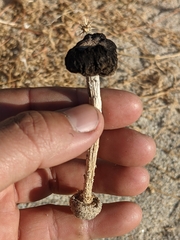 Montagnea arenaria
