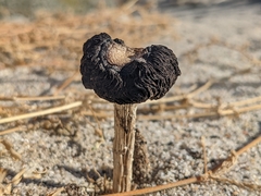 Montagnea arenaria