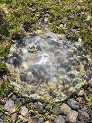Catostylus mosaicus