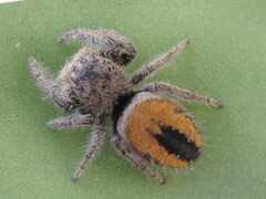 Phidippus ardens