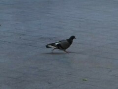 Columba livia domestica