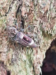 Nascio