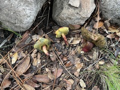 Xerocomellus diffractus