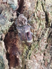 Nascio