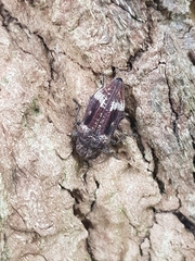 Nascio