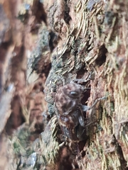 Nascio