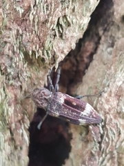 Nascio