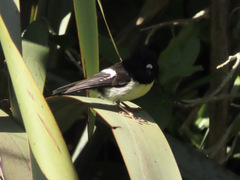 Petroica macrocephala