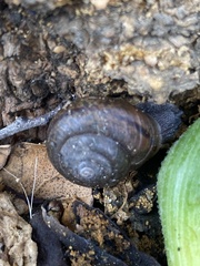 Helminthoglypta traskii