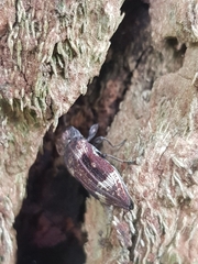 Nascio