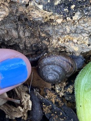 Helminthoglypta traskii