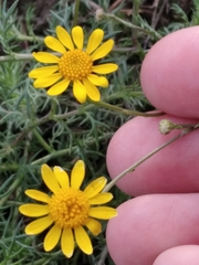 Thymophylla tenuiloba