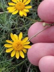 Thymophylla tenuiloba