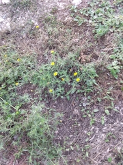 Thymophylla tenuiloba