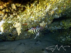 Hypoplectrodes annulatus